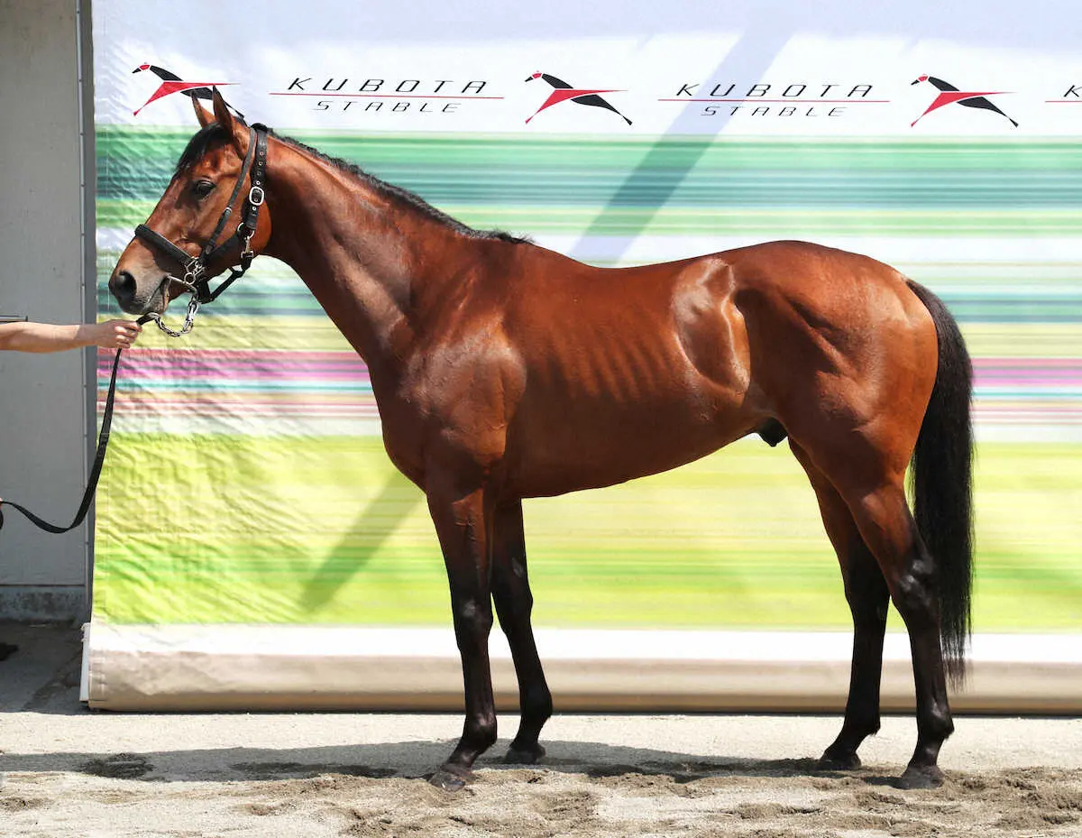 【画像・写真】【日本ダービー】パクスオトマニカ80点　気の強さをうかがわせる立ち姿