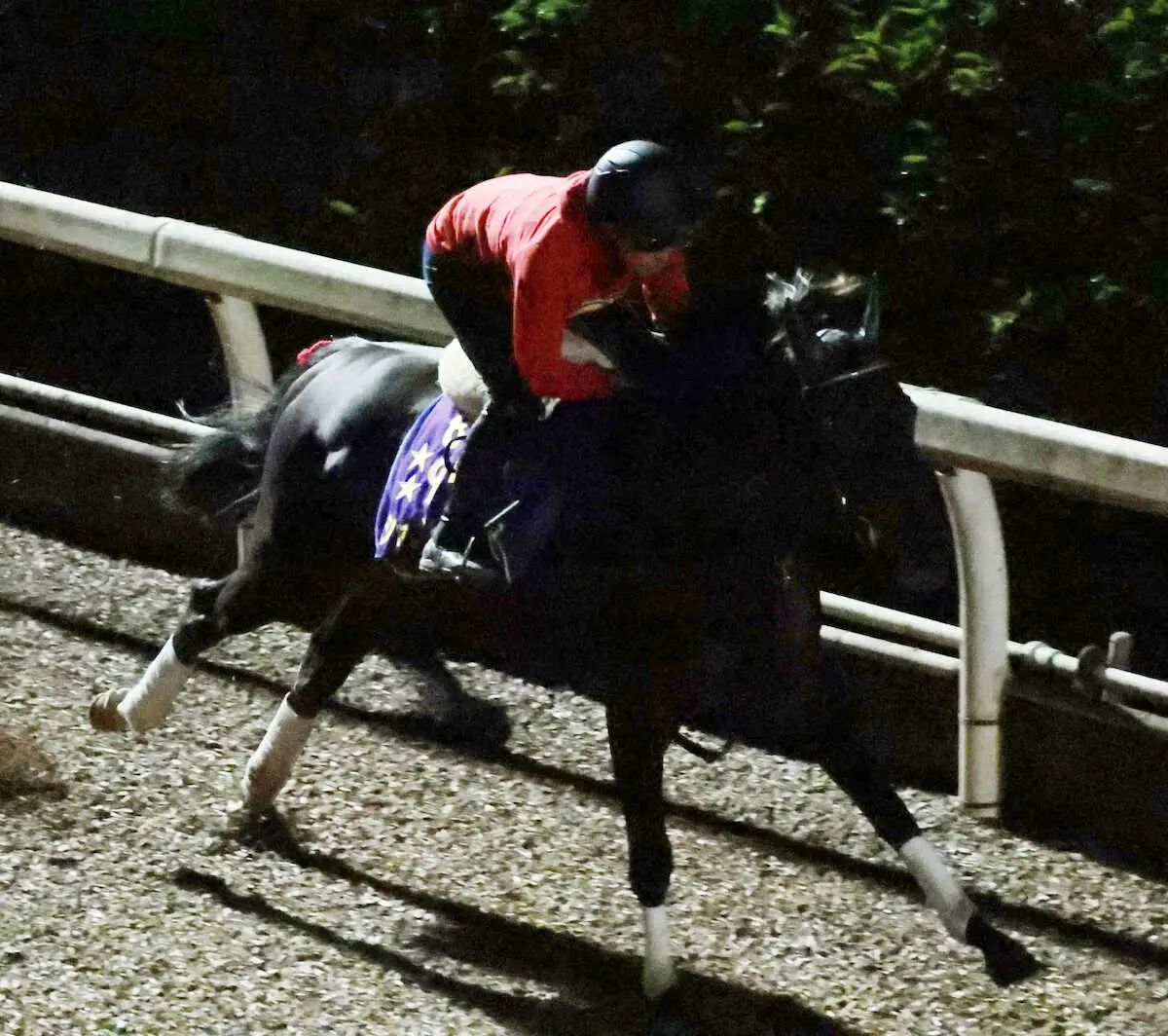 【画像・写真】＜米遠征国内最終追い＞ブリーダーズカップターフに向け、福永技術調教師を背に坂路で国内最終追いを行うシャフリヤール（撮影・坂田　高浩）