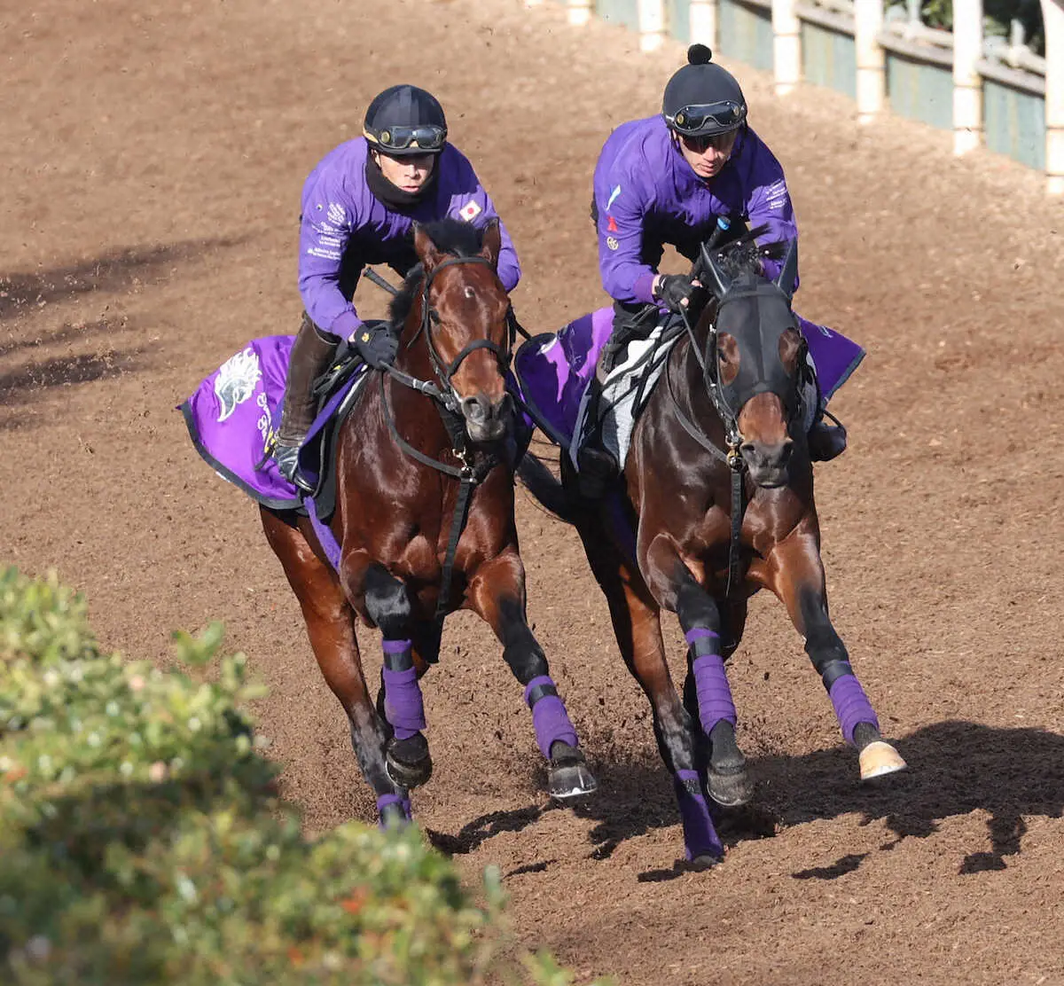 【画像・写真】坂路にて併せ馬で追い切るヒートオンビート（左）（撮影・亀井直樹）