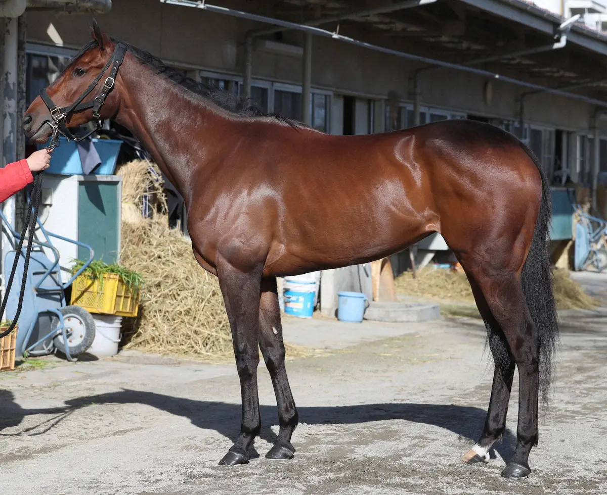 【画像・写真】【桜花賞】キャットファイト85点　小柄も尻の筋肉が発達