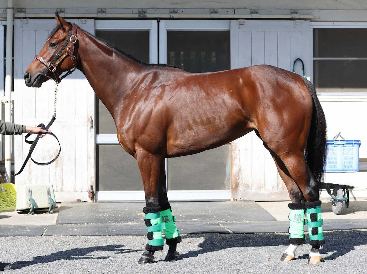 【画像・写真】【秋華賞】テレサ90点　背中のつくり柔らかい