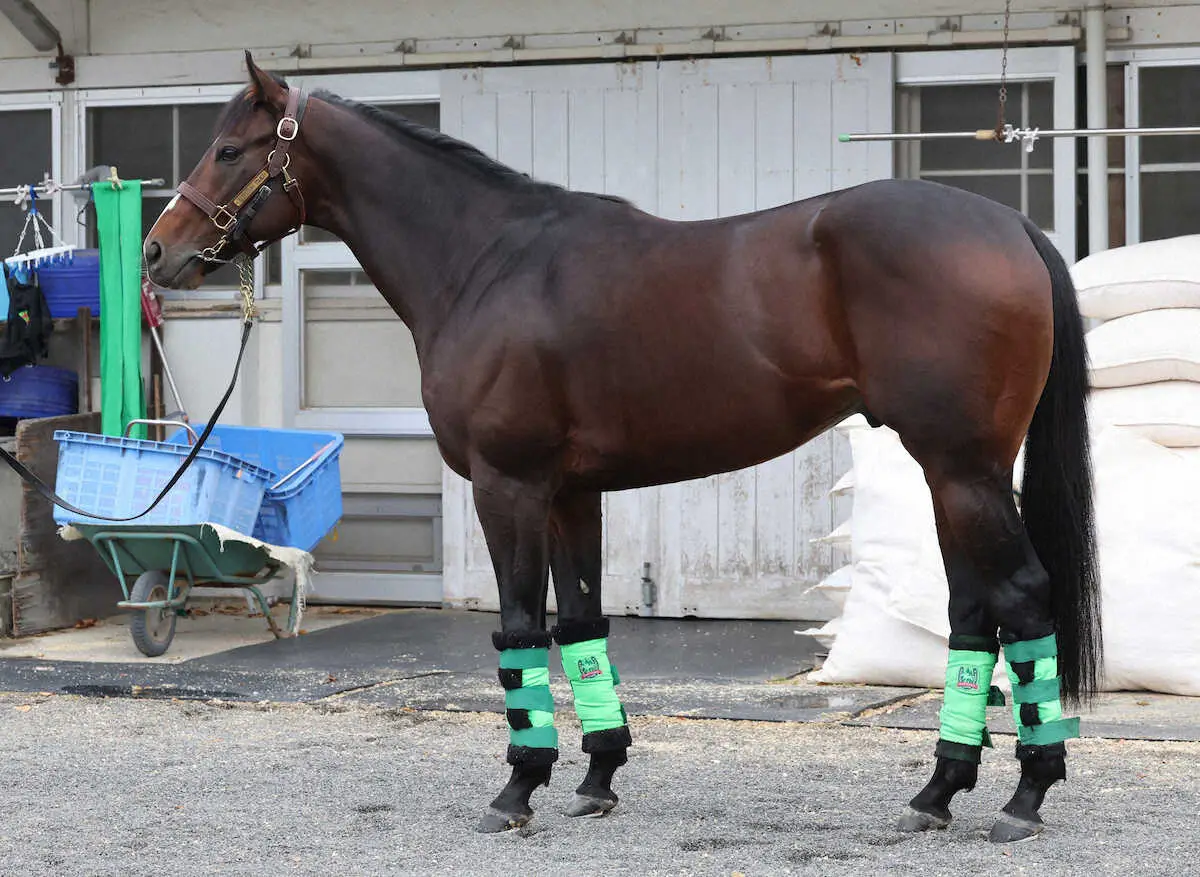 【画像・写真】【マイルCS】エルトンバローズ85点　目つきと耳に強い意志