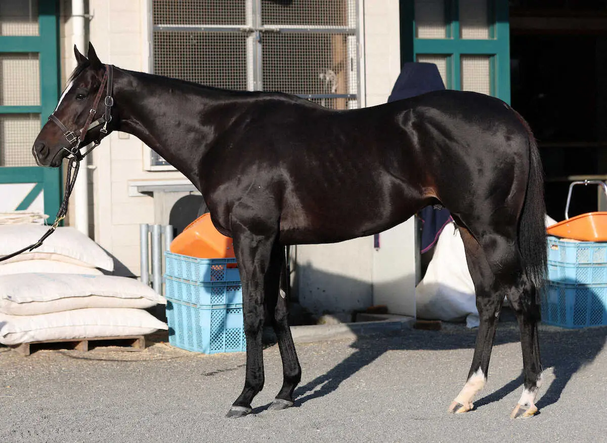 【画像・写真】【ジャパンC】セイウンハーデス80点　トモの筋肉がよく発達