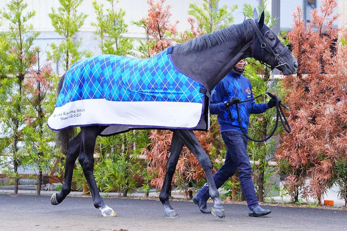【画像・写真】厩舎周りを歩くゾロアストロ