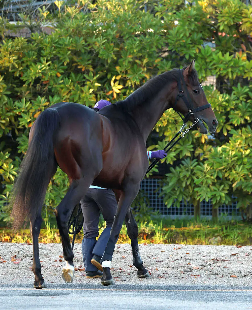 【画像・写真】バステール