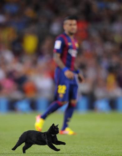＜バルセロナ３―０エルチェ＞試合開始直後、ピッチに入ってきた黒猫（ＡＰ）