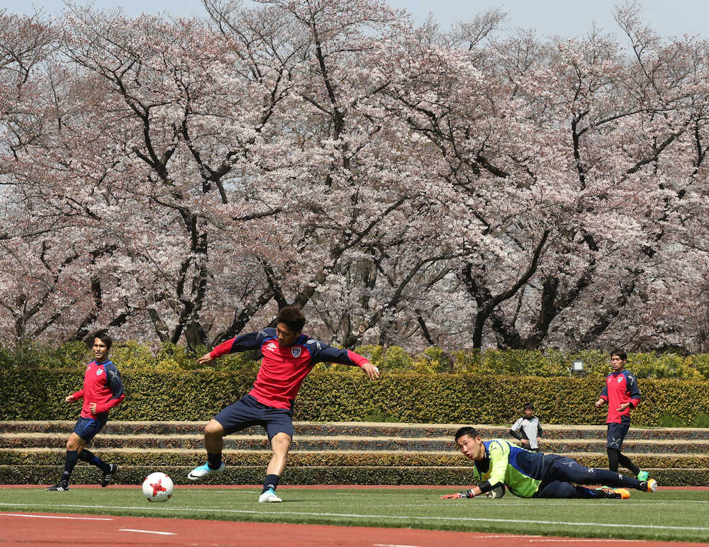 ＜ＦＣ東京練習＞桜を背にＧＫをかわす大久保（左から２人目）