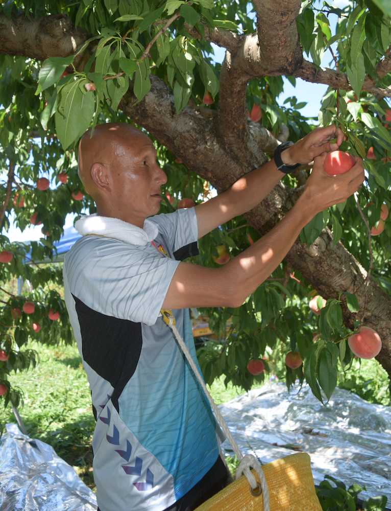 桃を収穫するＪ３福島・田坂監督