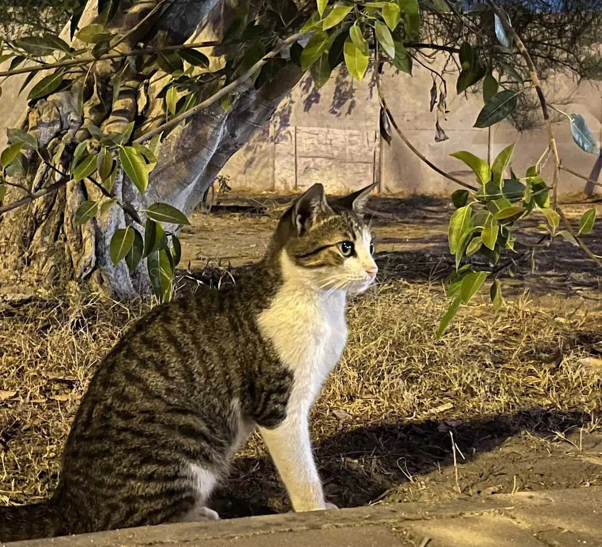 【画像・写真】【カタール日記】猫との密会で出張疲れも吹き飛ぶニャン