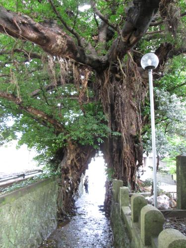 奈良尾神社前にそびえるあこう樹。人間が小さく見える