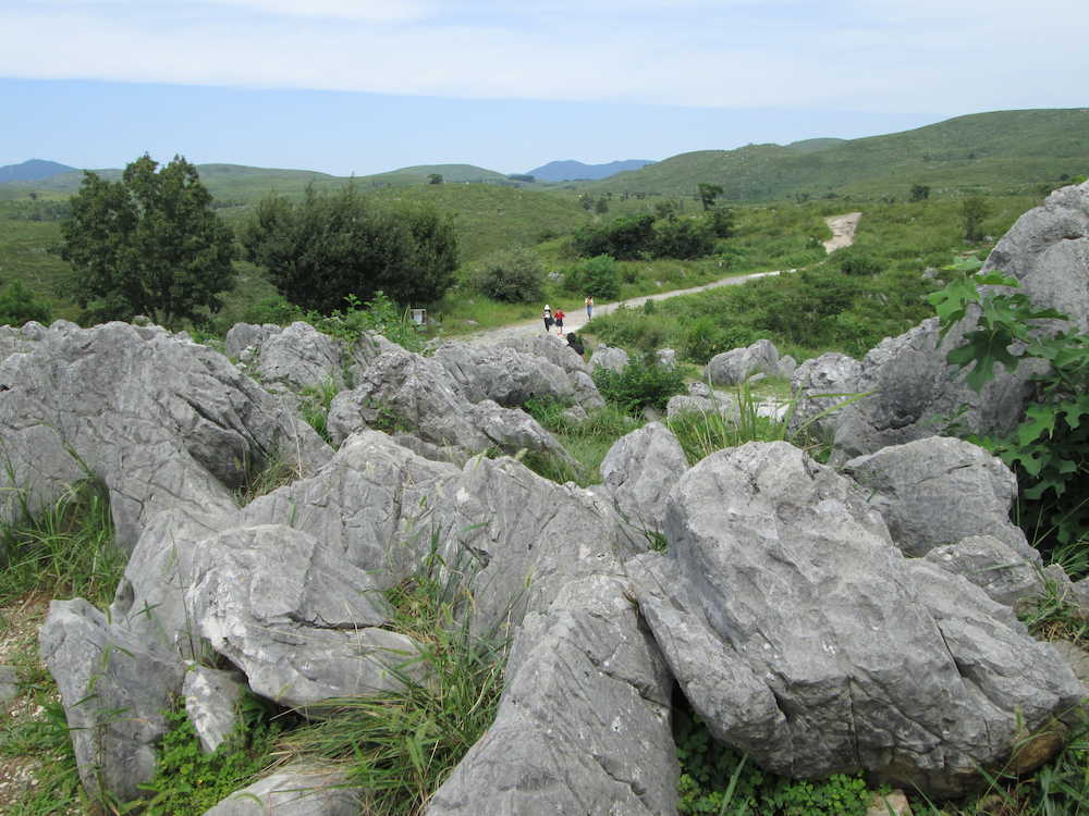 白い石灰岩が突き出たように並ぶ秋吉台