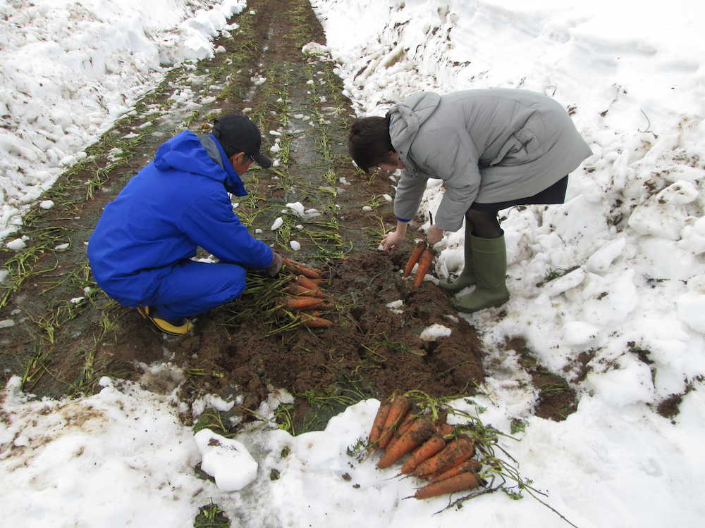 雪を除去した畑地から雪下にんじんを掘り出す