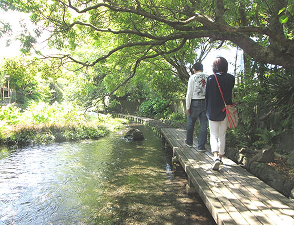 透明度抜群の源兵衛川沿いを歩く観光客。三島ウォークのハイライトだ　