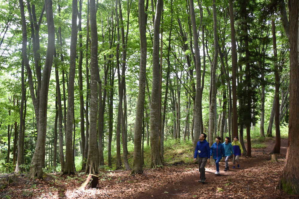 ブナの森の中を歩く森林セラピー散策。真っ直ぐ上に伸びる姿が美しい