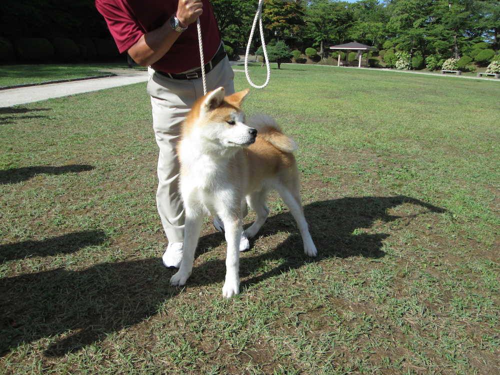 千秋公園で会うことができた秋田犬。ホントかわいい！