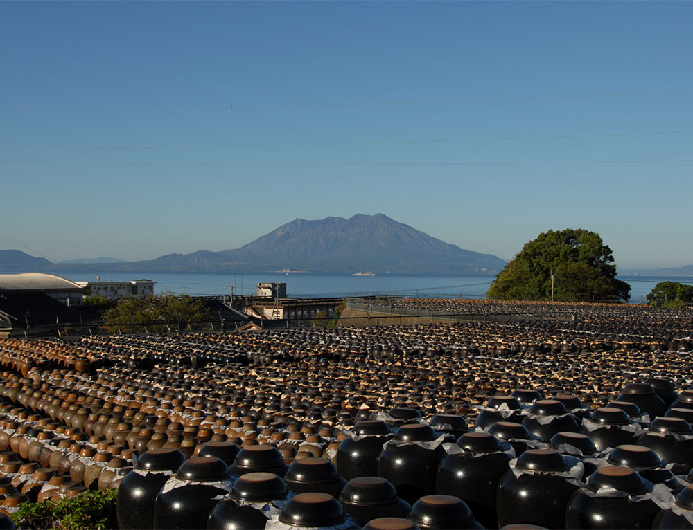 桜島をバックにズラリ並んだ坂元醸造の壺畑。絶景です！