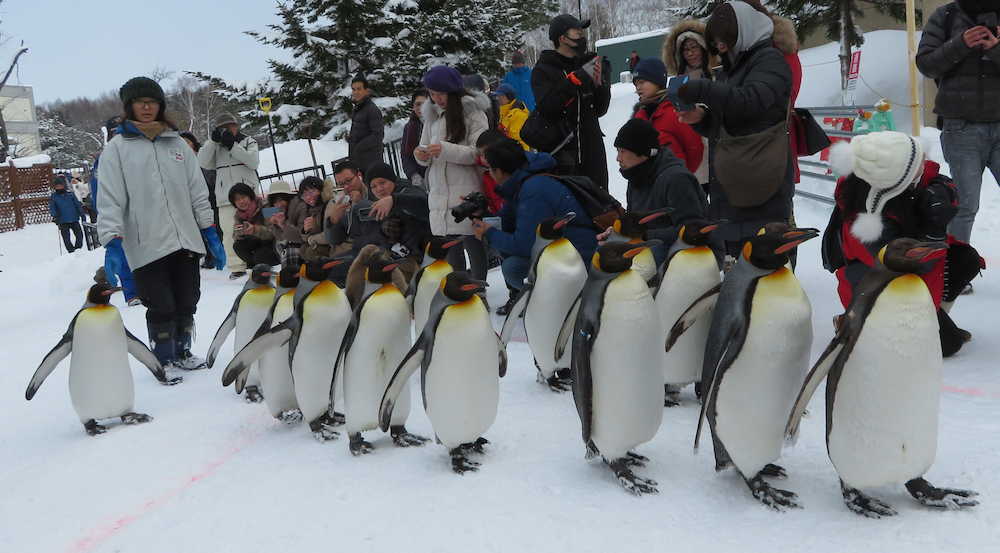 旭山動物園の１番人気、ペンギンの散歩。とにかくかわいいんです！
