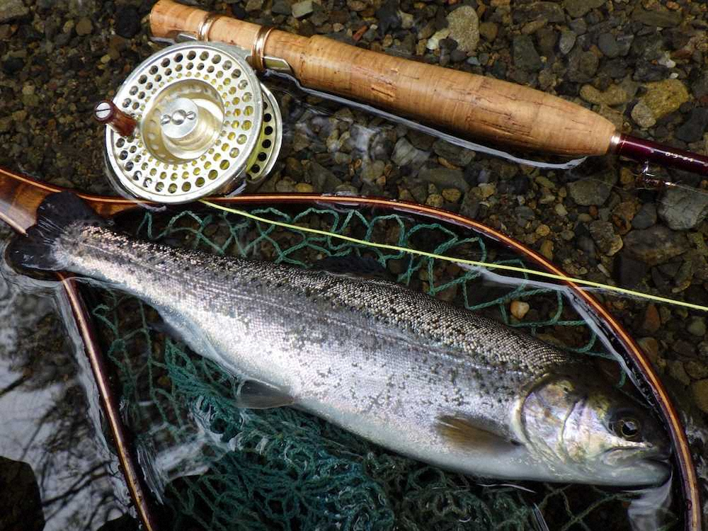 【画像・写真】してやったりニジ　渓流解禁早々　得意のフライ