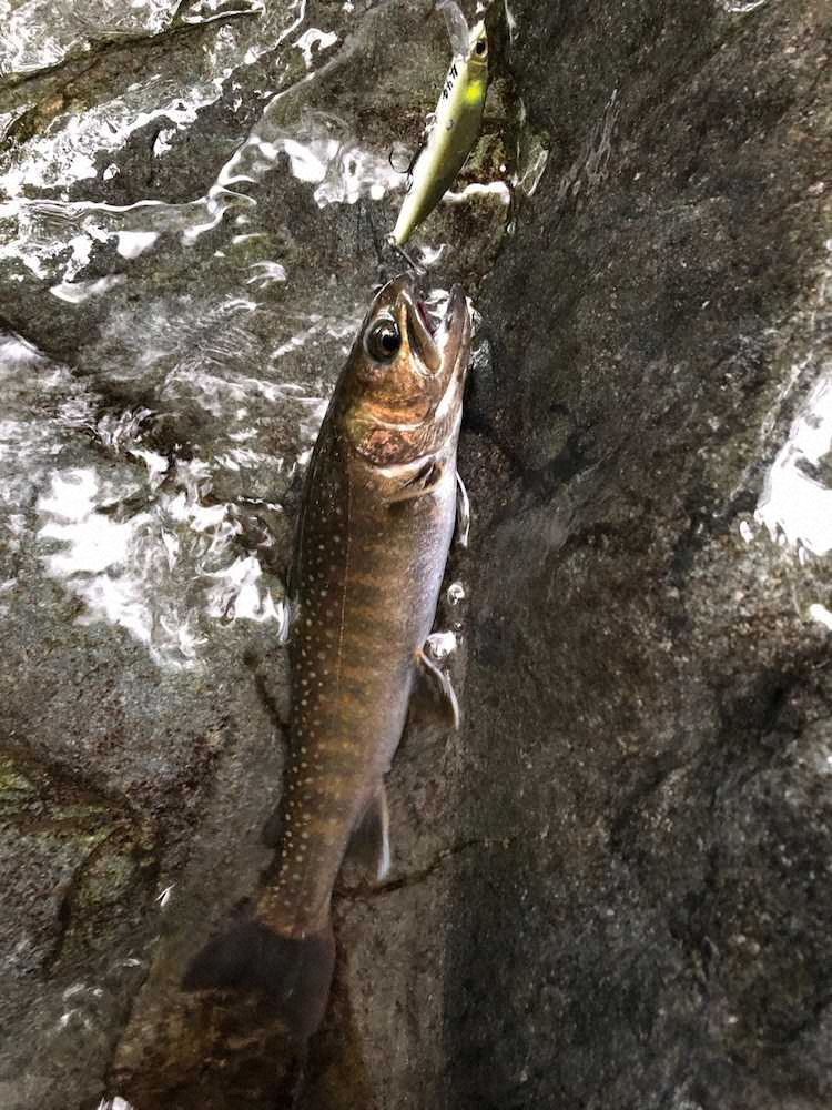 【画像・写真】“秘境探検”　25センチ東京イワナ