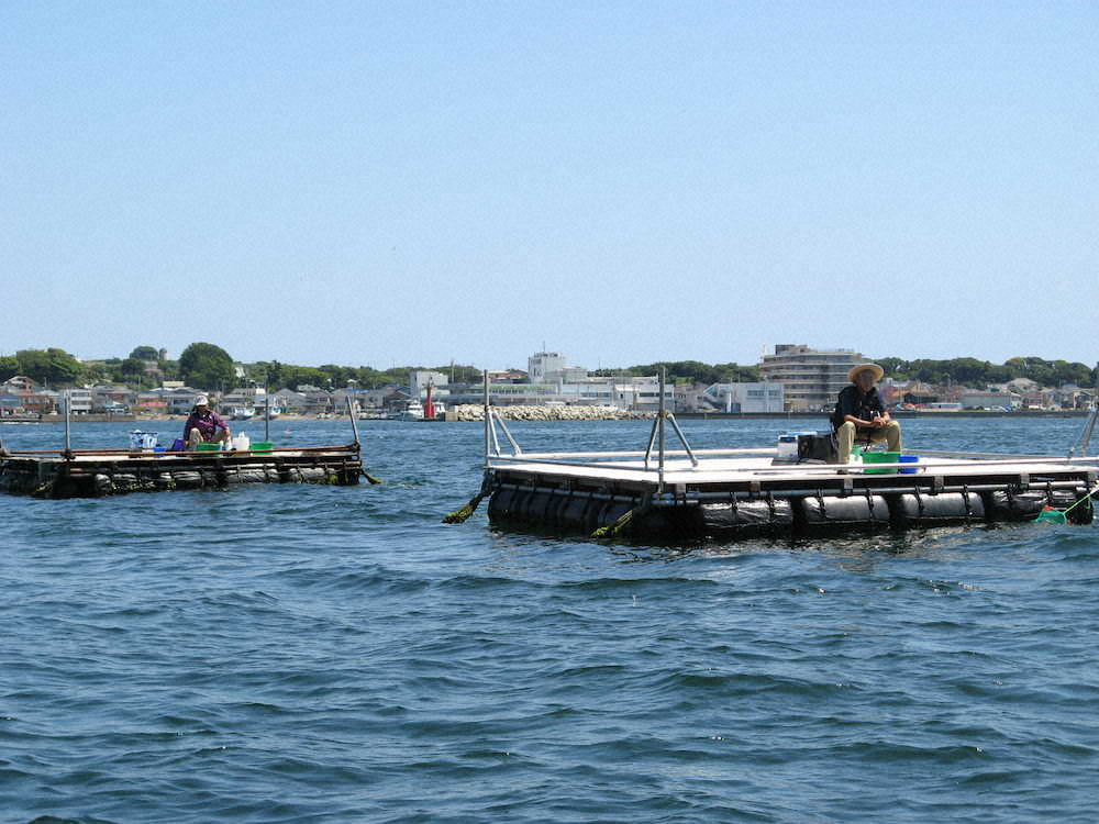 【画像・写真】重厚クロダイ49センチ　大ダイ惜しい!!生サナギでドスン