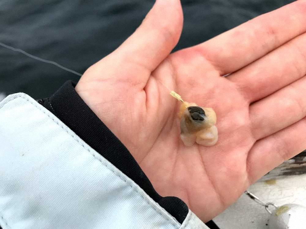 【画像・写真】逃がさない！餌泥棒カワハギ　楽しく釣っておいしく