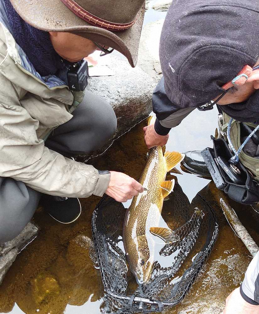 中村さんが釣った66センチのレイクから鱗を採取する筆者。年齢は8歳だった
