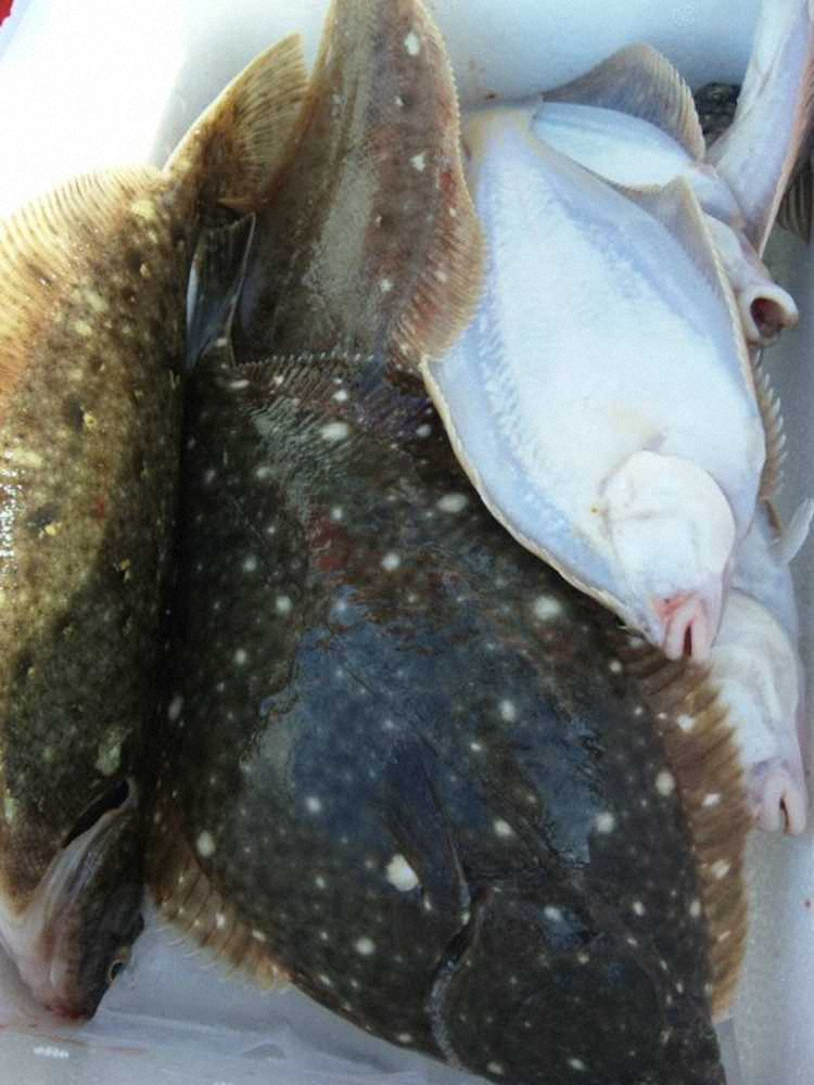 始めてのカレイ釣りは大漁でした 09年秋 スポニチ Sponichi Annex 社会