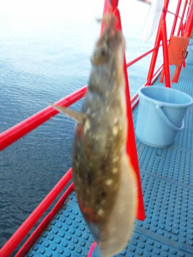 【画像・写真】「カレイ」な出会いが始まり～必ず釣れた初心者時代～