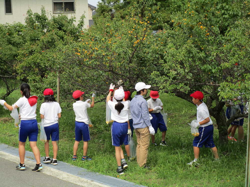 【画像・写真】【第１９回】いきいきサロンから梅プロジェクト