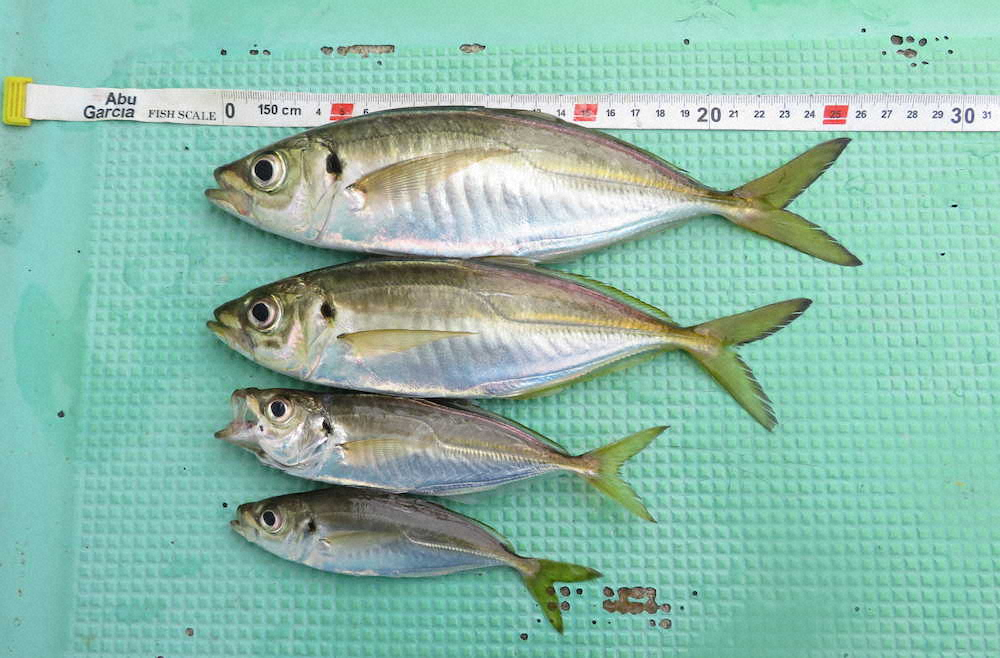 釣れるアジは25センチ超から15センチ級まで大・中・小型交じって釣れる