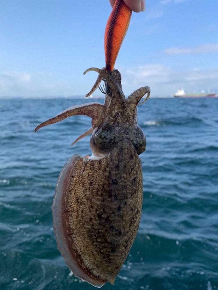 【画像・写真】初スミイカ　イ～感じ