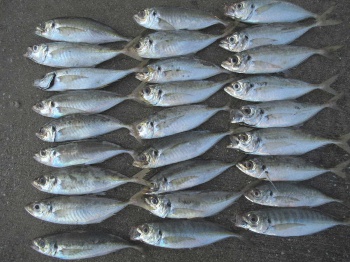 淡路島 佐野港でｍａｘ28センチ 大アジ27匹ゲットで大満足 スポニチ Sponichi Annex 社会