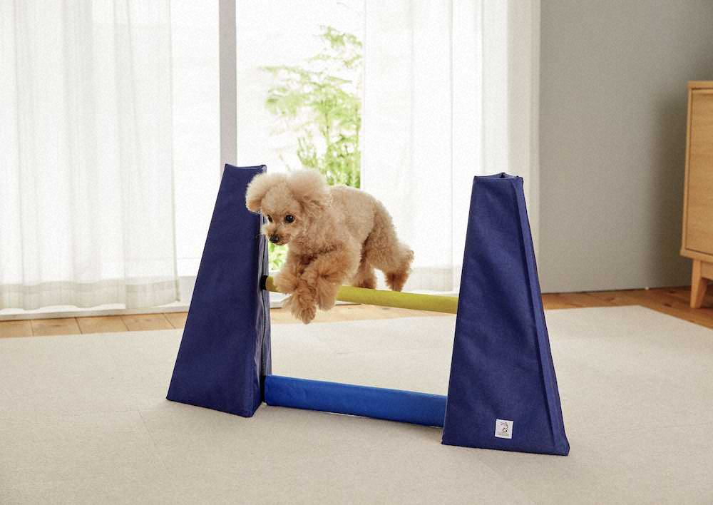 犬を運動させるハードル 新日本カレンダー Sippole しっぽる アジリティ ハードル スポニチ Sponichi Annex 社会