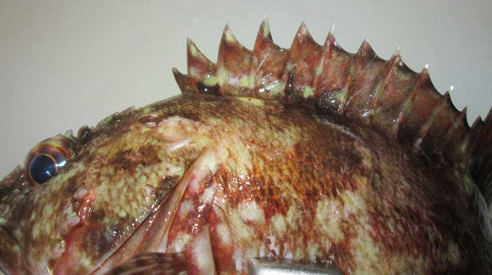 【画像・写真】カサゴのムニエル　毒持ちトゲにご用心！！見かけより中身