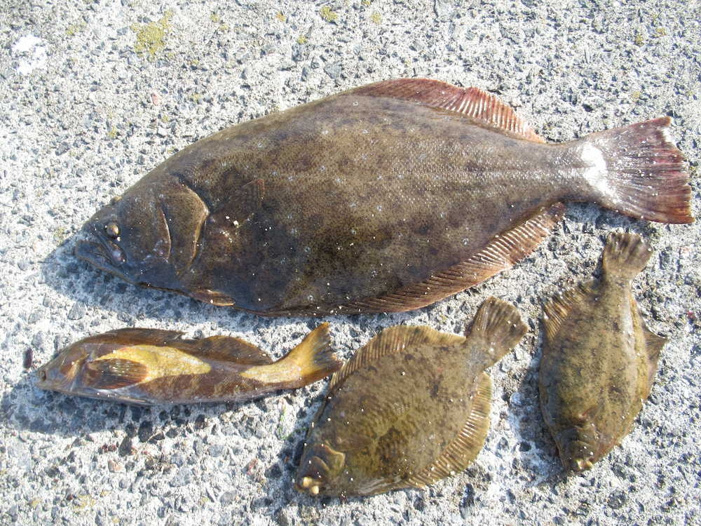 この日の釣果 巨大ヒラメにカレイ2匹とアブラメ スポニチ Sponichi Annex 社会