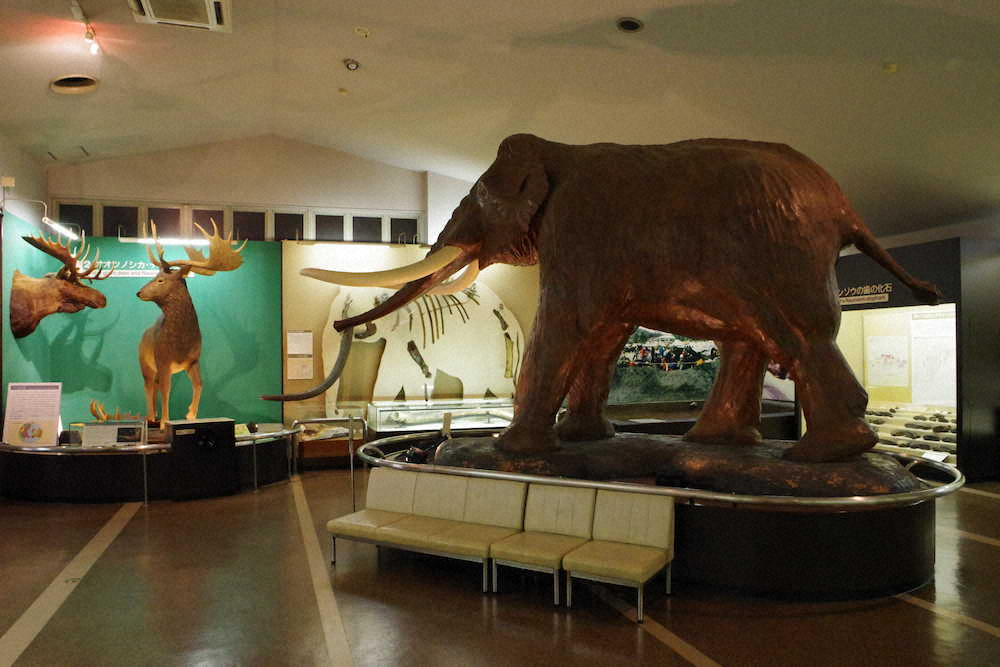巨大なナウマンゾウ（右）とオオツノジカの復元像が大迫力の野尻湖ナウマンゾウ博物館（信濃町振興局提供）