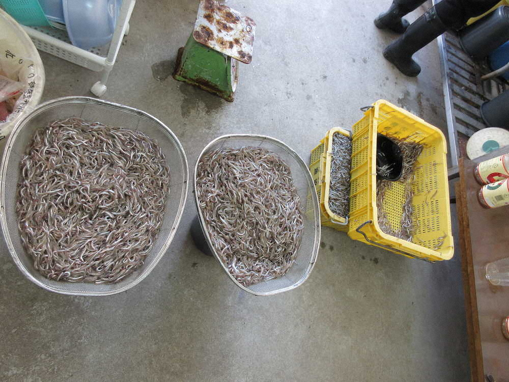 【画像・写真】【第６０回】春の訪れ