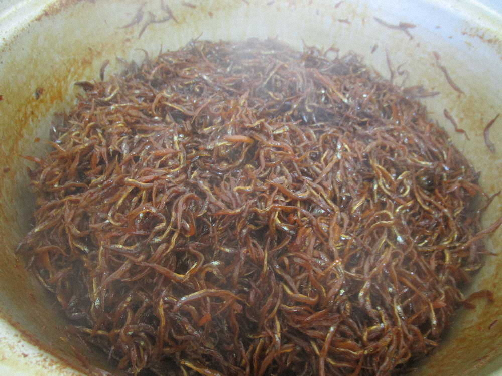 【画像・写真】【第６０回】春の訪れ