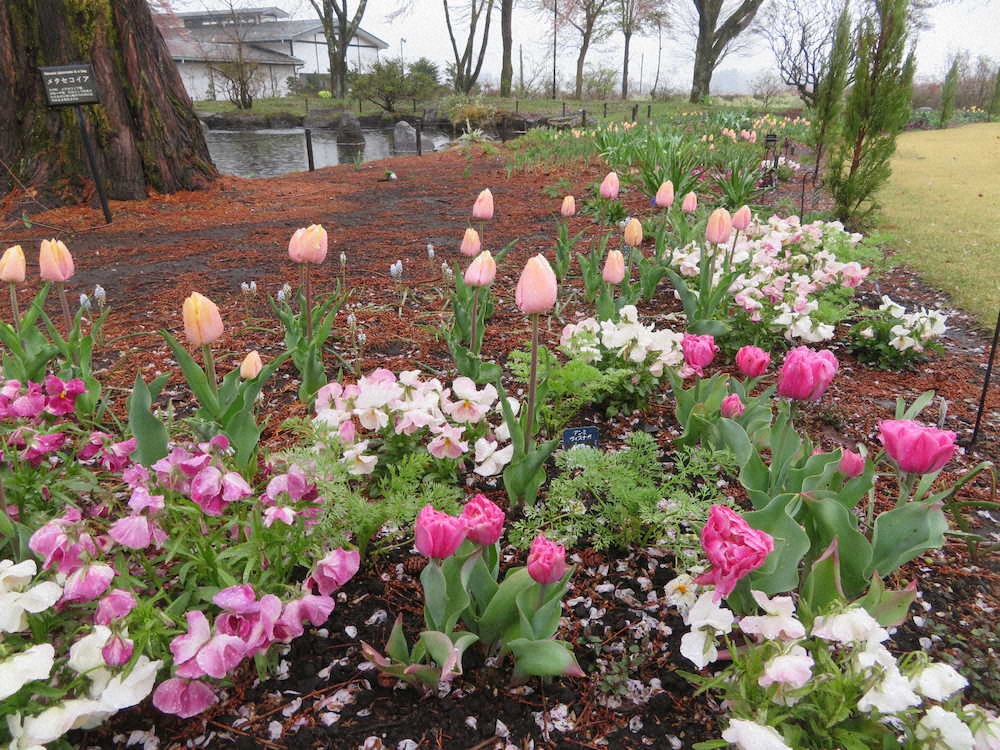 一足早く色鮮やかなチューリップなどが咲き出した中之条ガーデンズ（4月中旬頃）