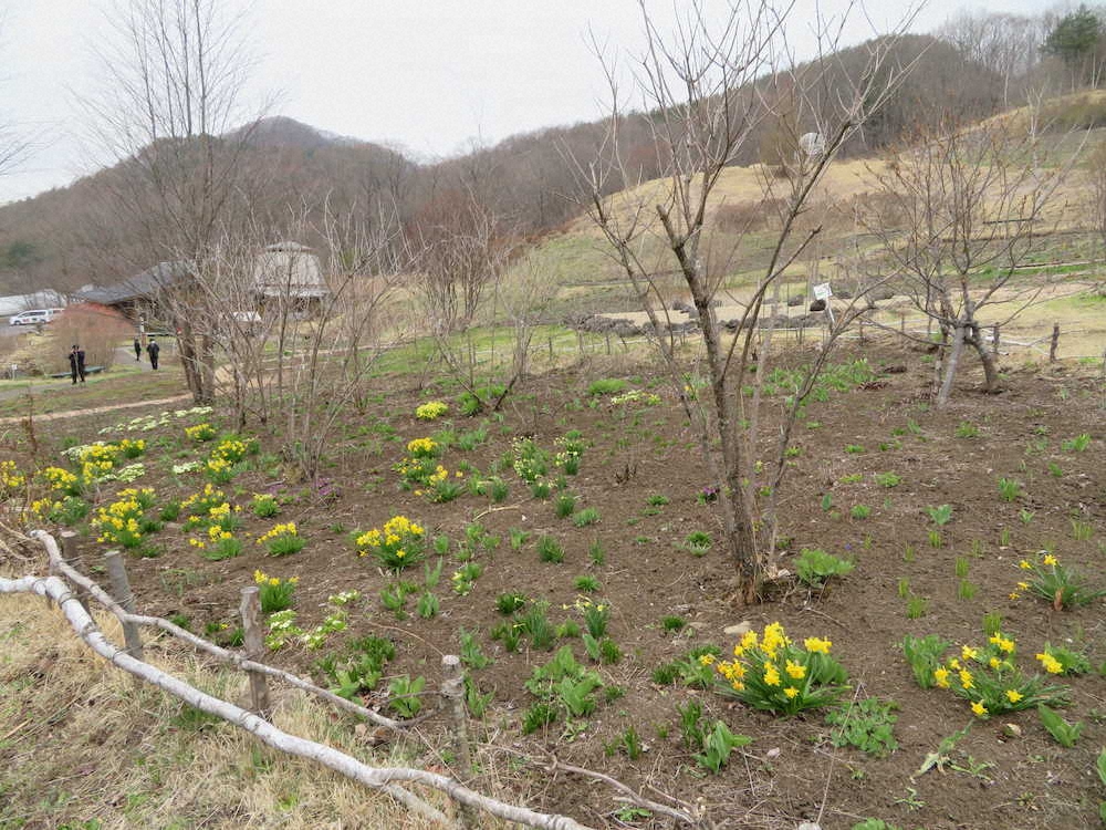 スイセンの花が咲く中之条山の上庭園。5月からはさまざまな花が咲くという　（4月中旬撮影）
