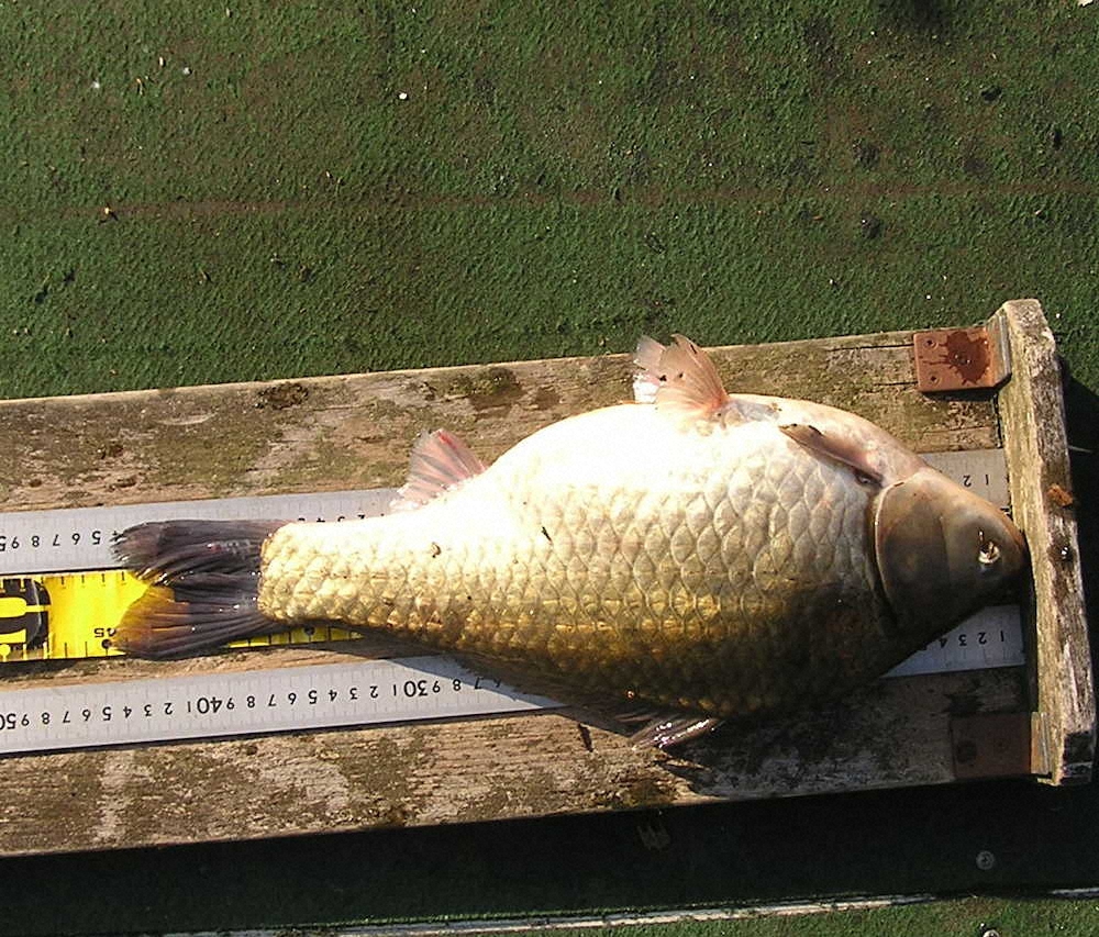 【画像・写真】神奈川・相模湖で乗っ込み始まり巨ベラ師出番だ　尺半級お出まし　ゴーマルも好機
