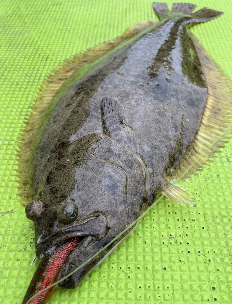 【画像・写真】ルアーマゴチで竿頭　悪天候でもヒラメと合わせ7匹