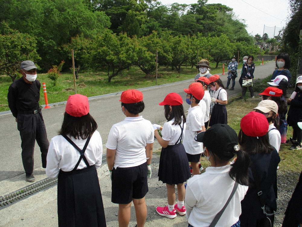 【画像・写真】【第６６回】今年初の梅採り