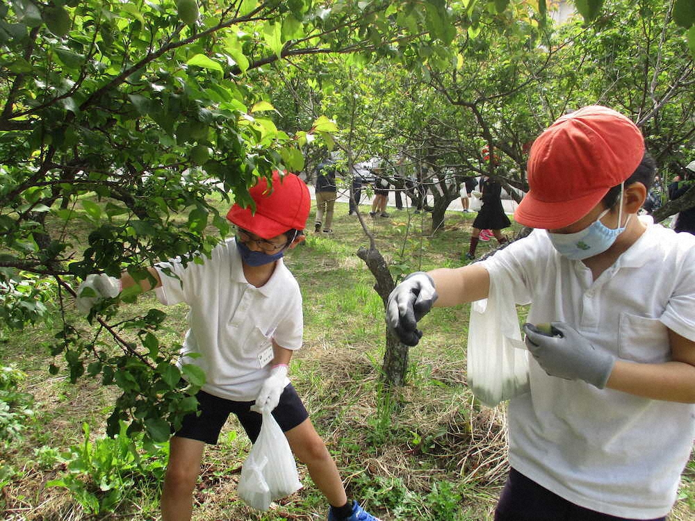 【画像・写真】【第６６回】今年初の梅採り