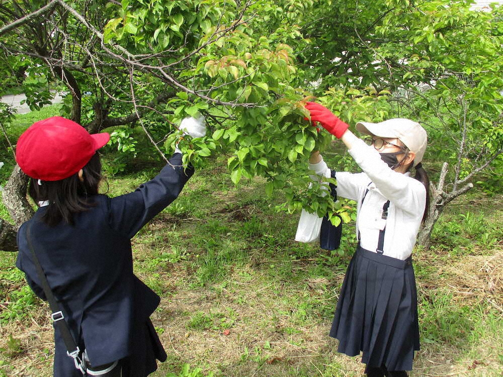【画像・写真】【第６６回】今年初の梅採り