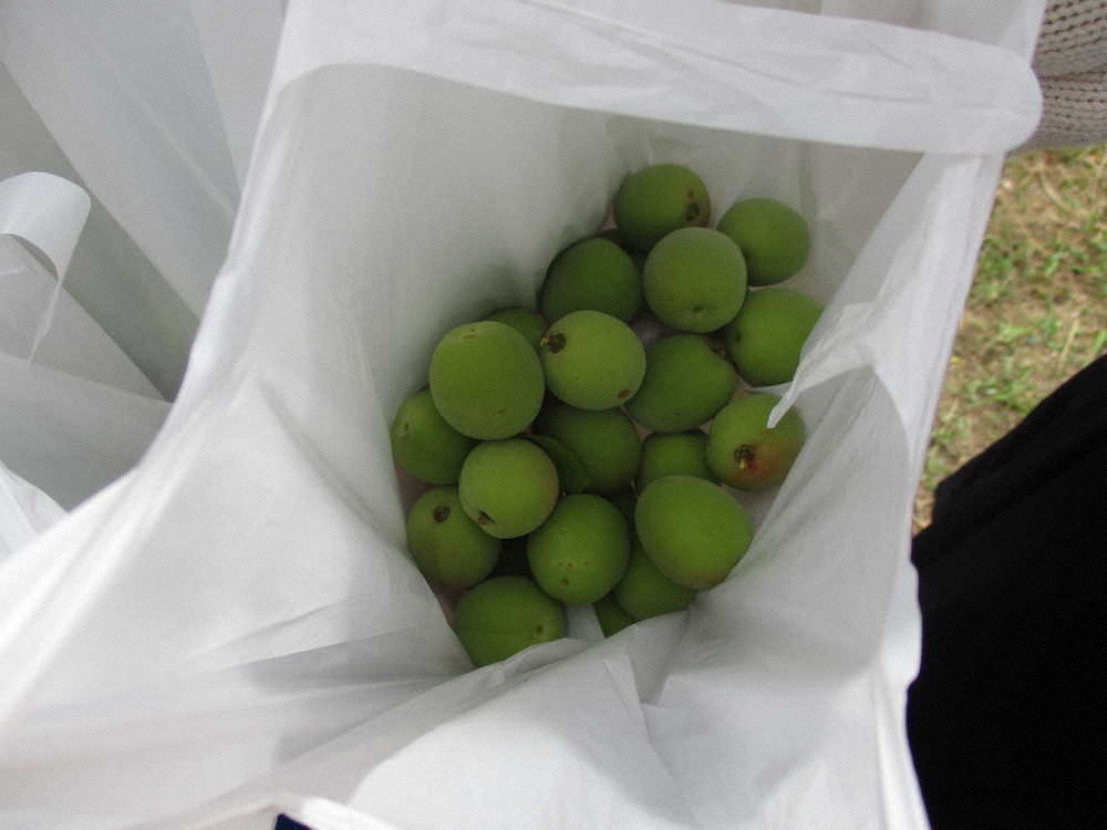 【画像・写真】【第６６回】今年初の梅採り