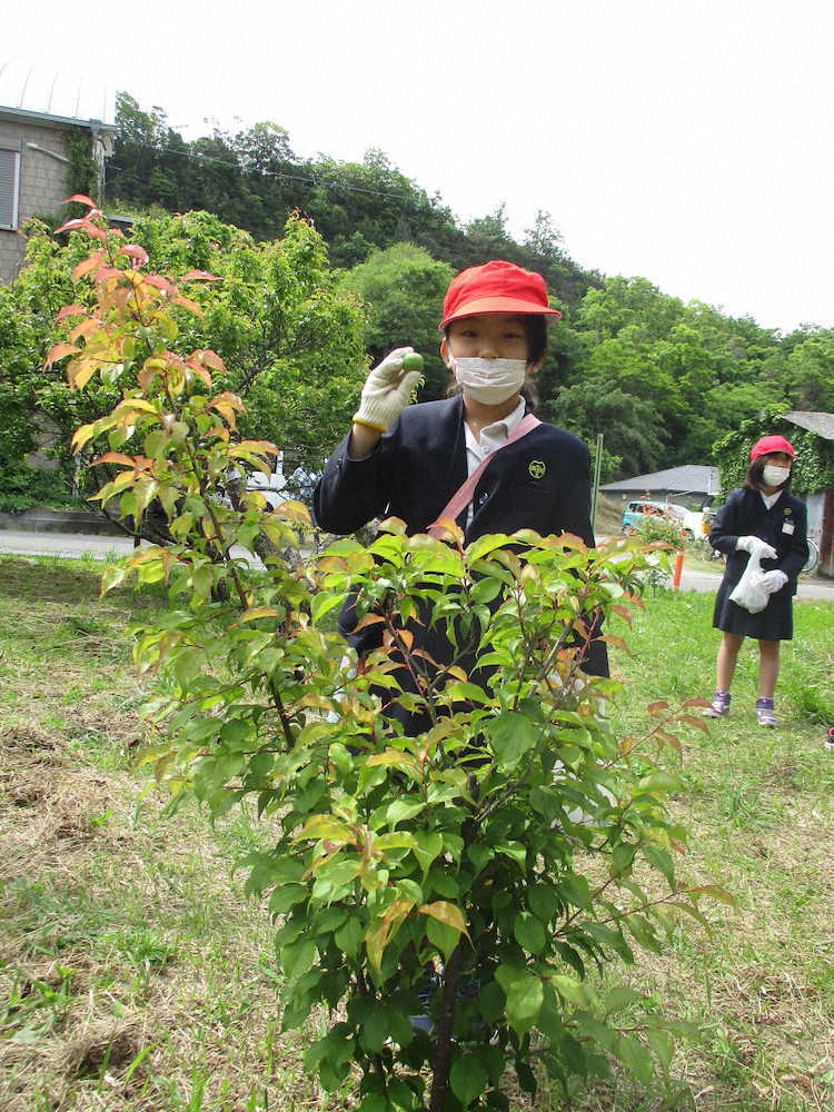 【画像・写真】【第６６回】今年初の梅採り