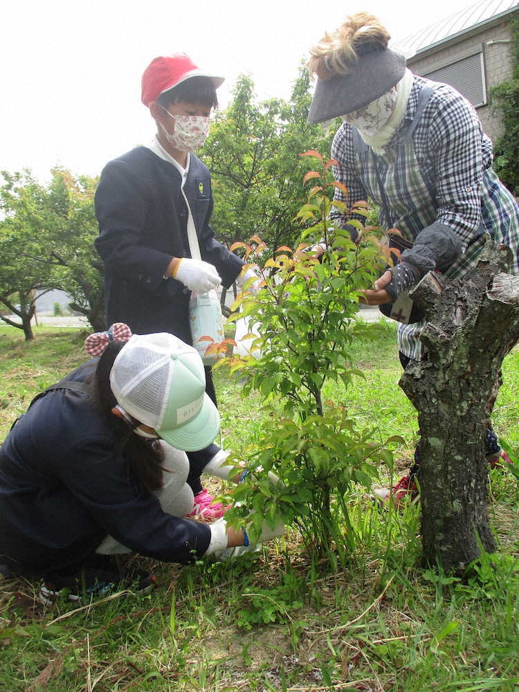 【画像・写真】【第６６回】今年初の梅採り