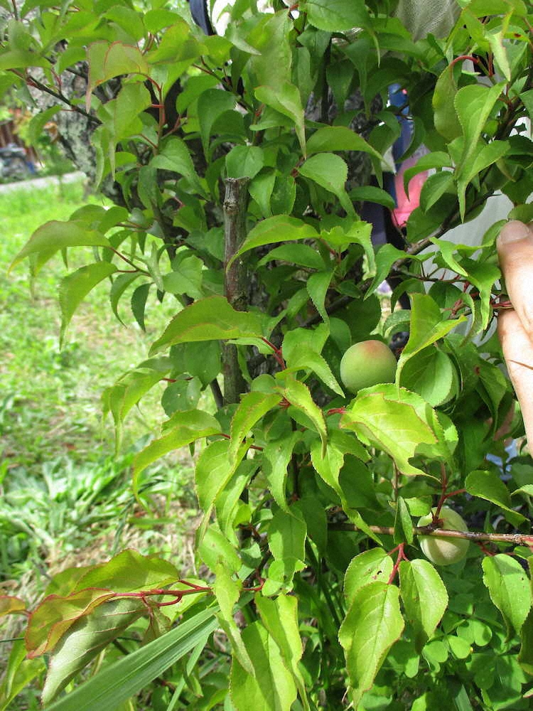 【画像・写真】【第６６回】今年初の梅採り