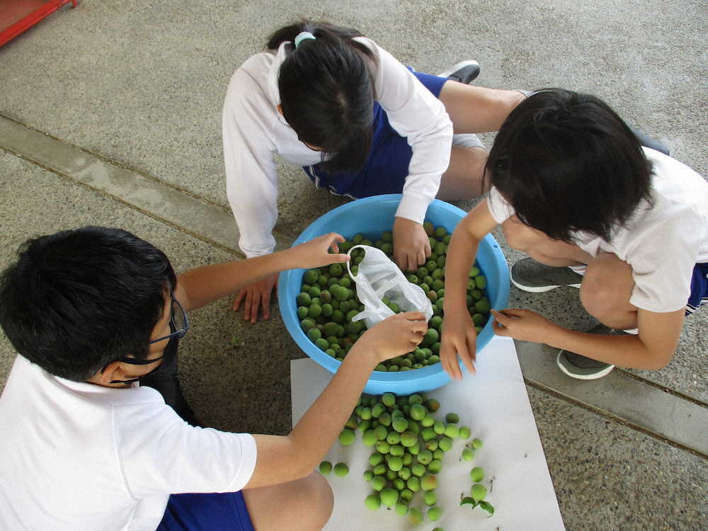 【画像・写真】【第６７回】梅シロップづくりと外回り